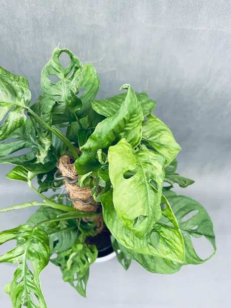 monstera-adansonii-moss-pole-60-cm-rodzaj-rosliny-rosliny-zielone-roslina-w-postaci-sadzonka-w-pojemniku-2-3l