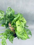 monstera-adansonii-moss-pole-60-cm-rodzaj-rosliny-rosliny-zielone-roslina-w-postaci-sadzonka-w-pojemniku-2-3l