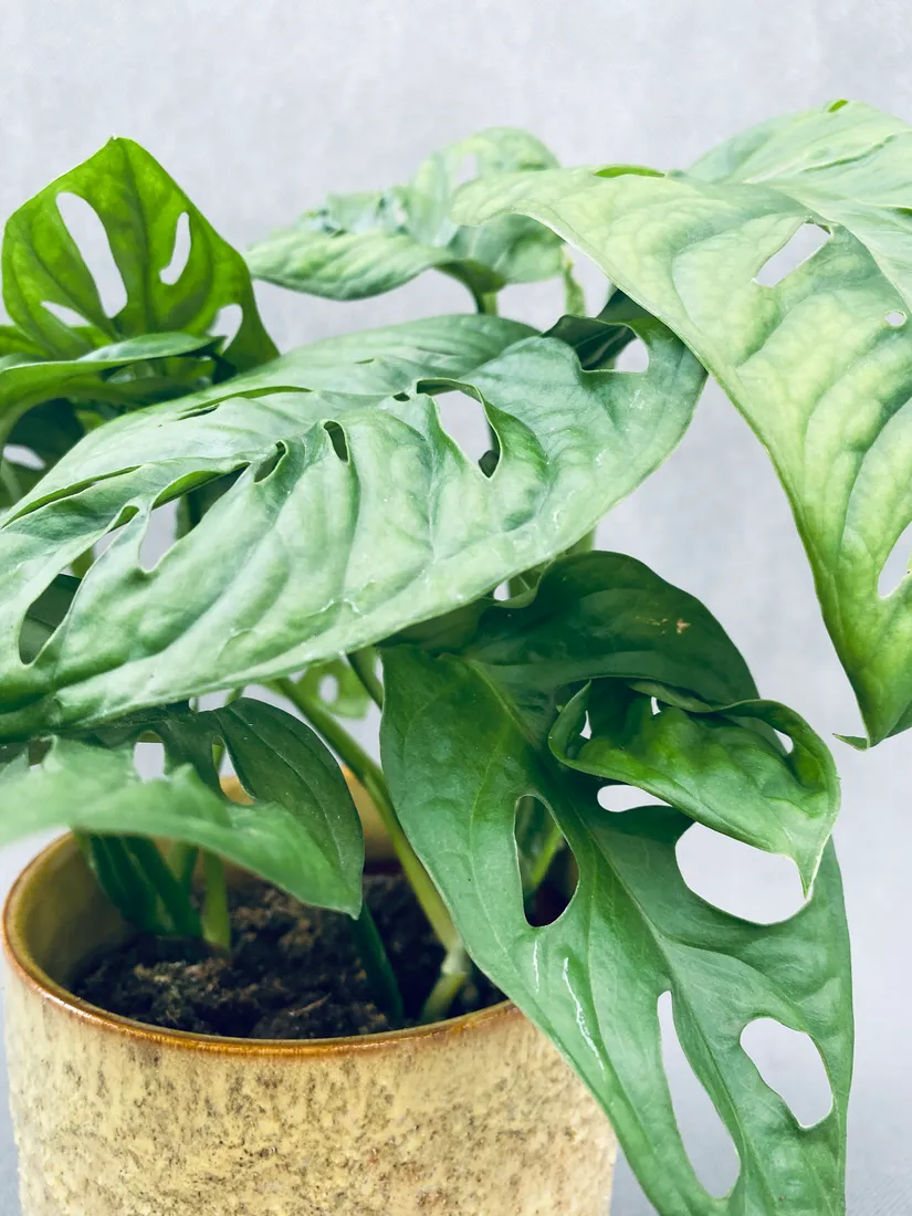 monstera-adansonii-monkey-mask-28-cm