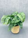 monstera-adansonii-monkey-mask-28-cm-rodzaj-rosliny-rosliny-zielone