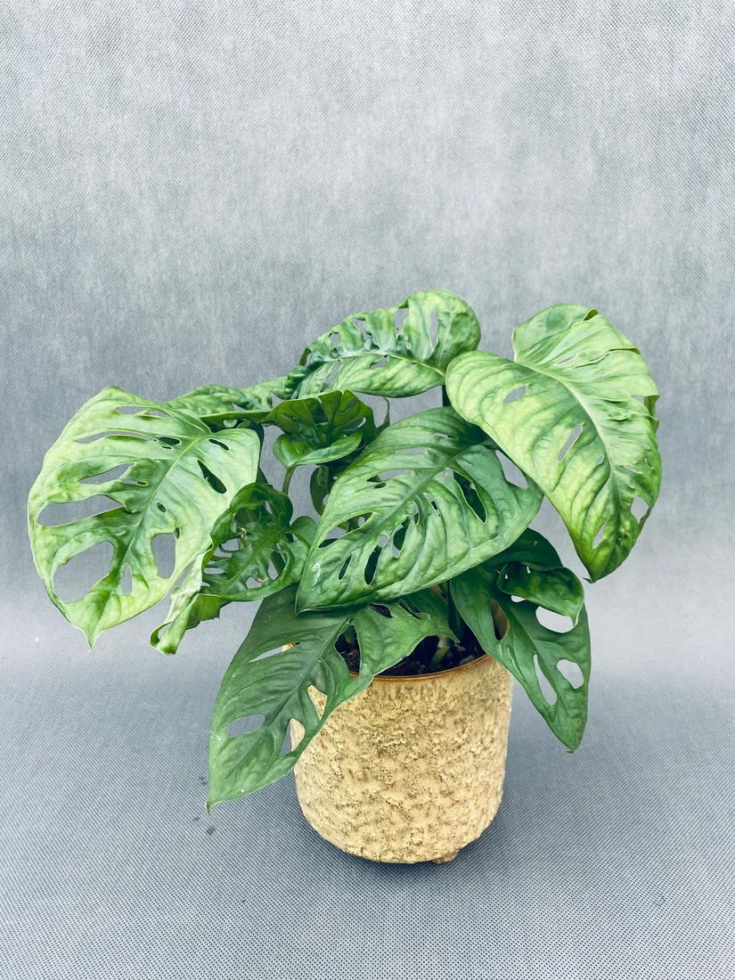 monstera-adansonii-monkey-mask-28-cm