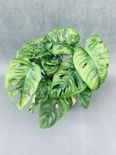 monstera-adansonii-monkey-mask-28-cm-roslina-w-postaci-sadzonka-w-pojemniku-1-2l