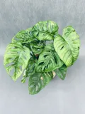 monstera-adansonii-monkey-mask-28-cm-roslina-w-postaci-sadzonka-w-pojemniku-1-2l