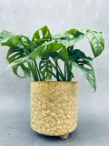 monstera-adansonii-monkey-mask-28-cm-rodzaj-rosliny-rosliny-zielone-roslina-w-postaci-sadzonka-w-pojemniku-1-2l