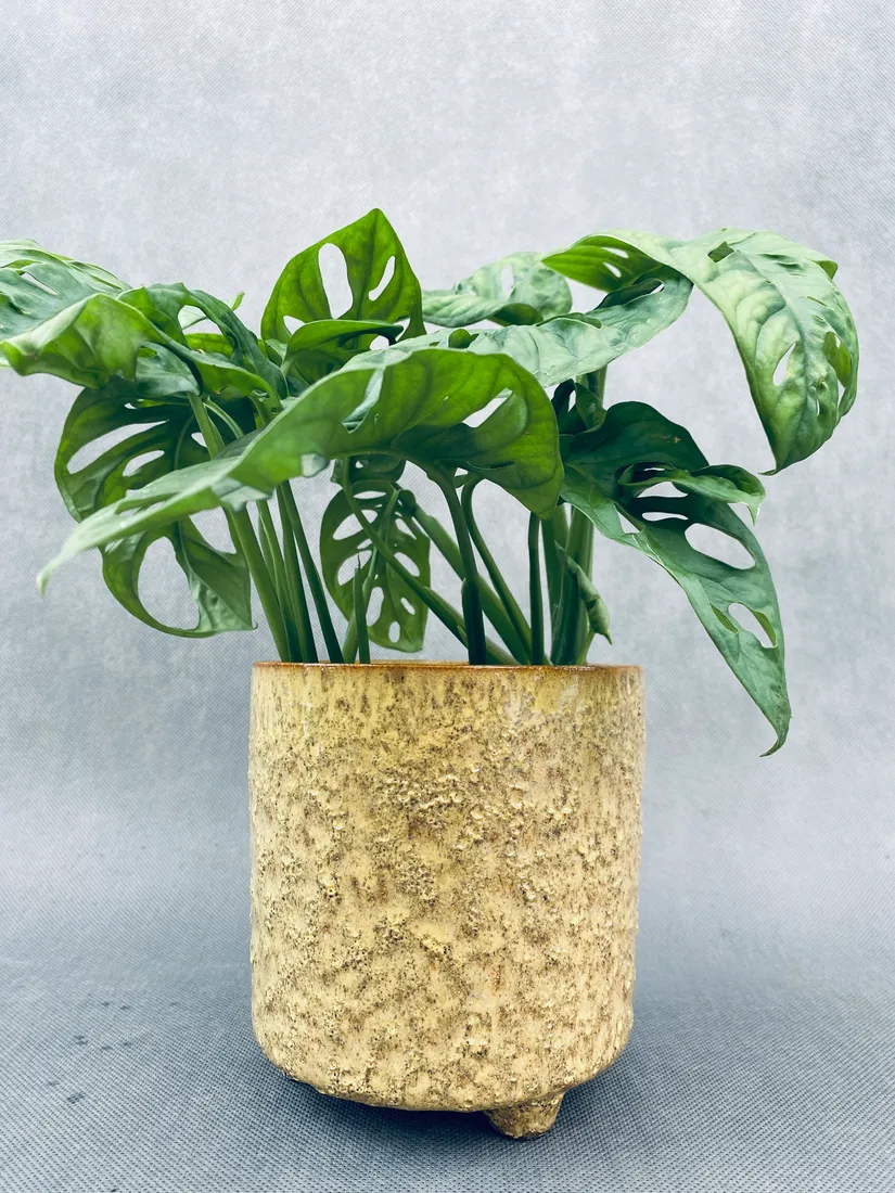 monstera-adansonii-monkey-mask-28-cm