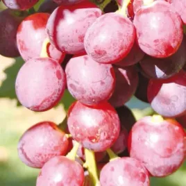 winorosl-swenson-red-1l