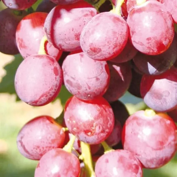 winorosl-swenson-red-1l