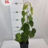 winorosl-swenson-red-1l-styl-ogrod-skalny-ogrod-japonski-ogrod-wiejski-ogrod-nowoczesny-ogrod-srodziemnomorski