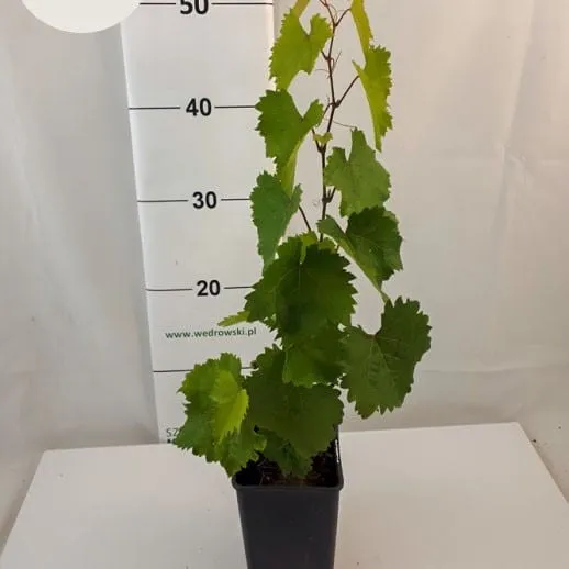 winorosl-aurora-1l-rodzaj-rosliny-winorosl-roslina-w-postaci-sadzonka-w-pojemniku-1-2l