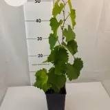 winorosl-aurora-1l-rodzaj-rosliny-winorosl-roslina-w-postaci-sadzonka-w-pojemniku-1-2l