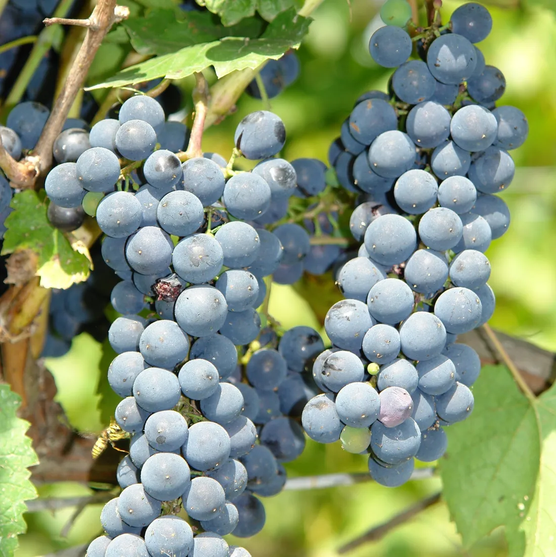 winorosl-cascade-1l