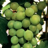 winorosl-bianca-1l