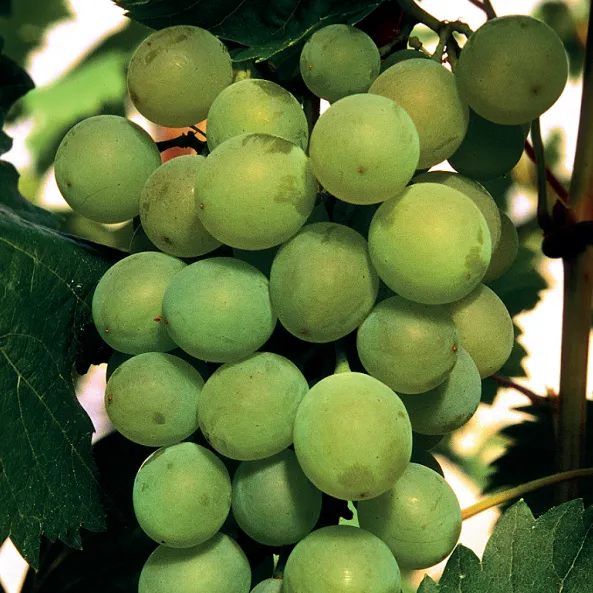 winorosl-bianca-1l