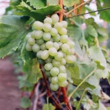 winorosl-bianca-1l-styl-ogrod-skalny-ogrod-japonski-ogrod-wiejski-ogrod-nowoczesny-ogrod-srodziemnomorski