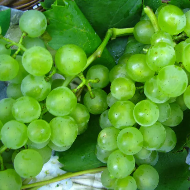winorosl-bianca-1l-rodzaj-rosliny-winorosl