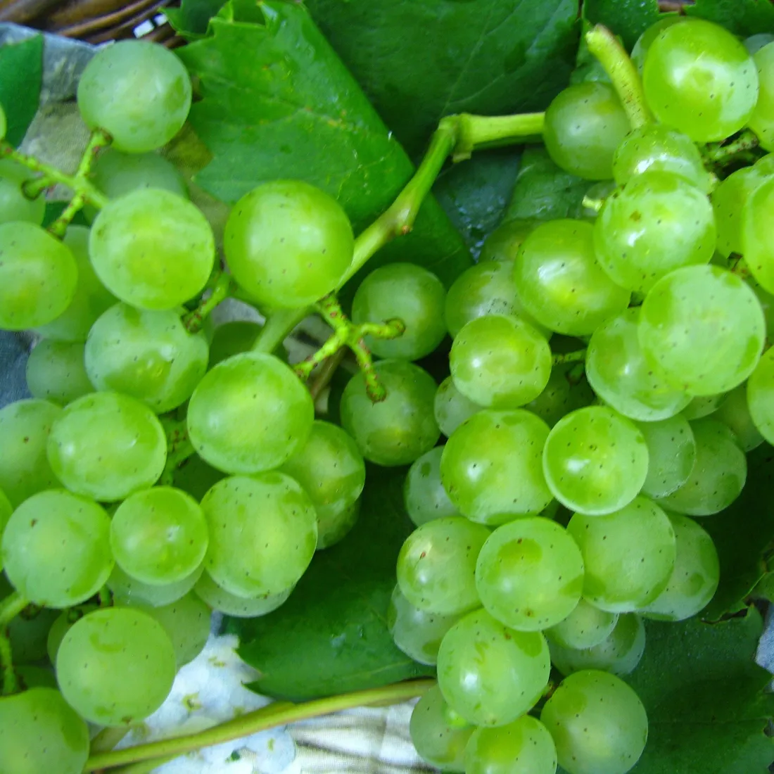 winorosl-bianca-1l