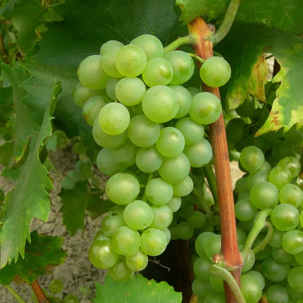 winorosl-bianca-1l-roslina-w-postaci-sadzonka-w-pojemniku-1-2l
