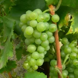 winorosl-bianca-1l-roslina-w-postaci-sadzonka-w-pojemniku-1-2l