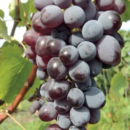 winorosl-jupiter-bezpestkowa-o-smaku-muszkatolowym-mrozoodporna-2l