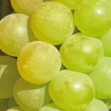 winorosl-refren-1l