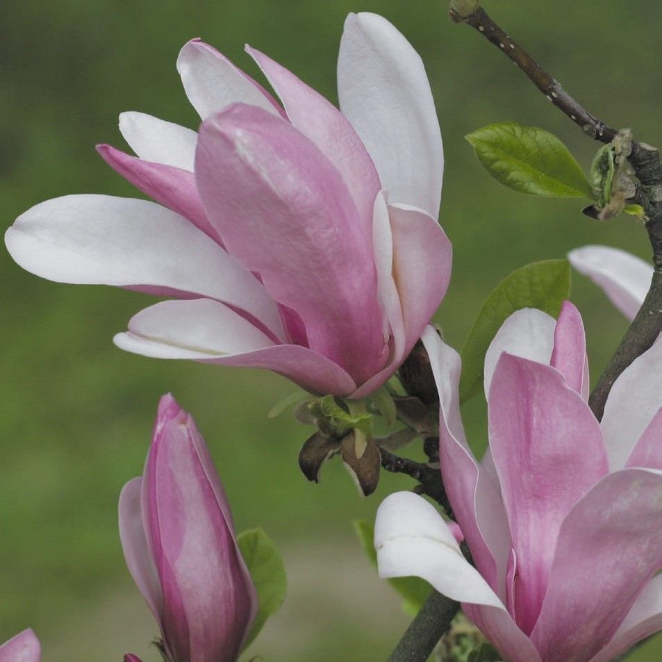 Magnolia Henry Kern 1L ERLI.pl