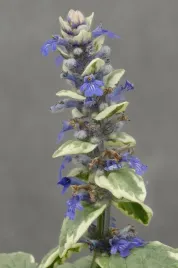 dabrowka-variegata-ajuga-reptans-p9