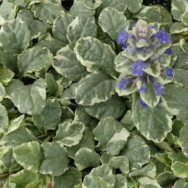 dabrowka-variegata-ajuga-reptans-p9-rodzaj-rosliny-inny