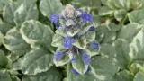 dabrowka-variegata-ajuga-reptans-p9-waga-z-opakowaniem-0-4-kg