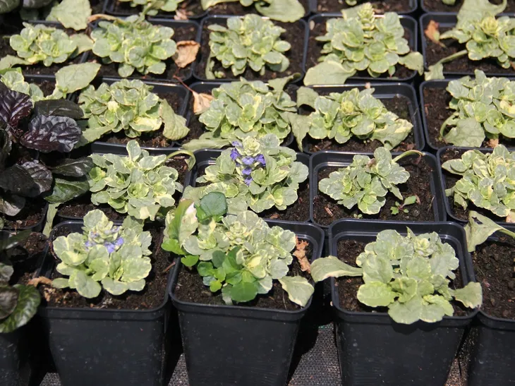 dabrowka-variegata-ajuga-reptans-p9-kolor-kwiatow-fioletowe