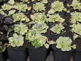 dabrowka-variegata-ajuga-reptans-p9-kolor-kwiatow-fioletowe