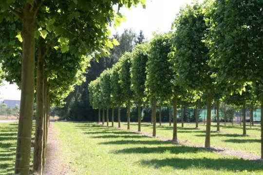 platan-150-170cm-c2-rodzaj-rosliny-inny