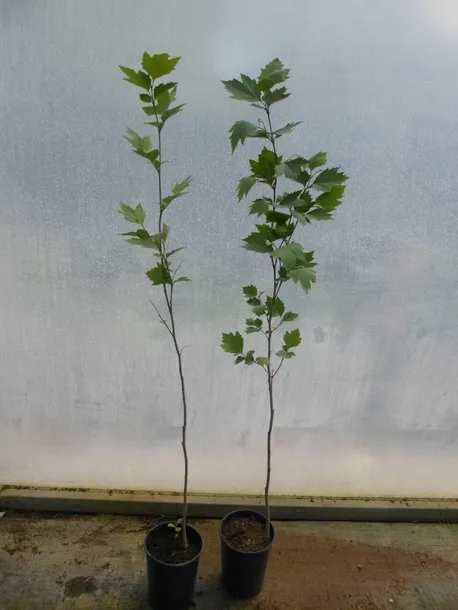 platan-150-170cm-c2-rodzaj-rosliny-inny