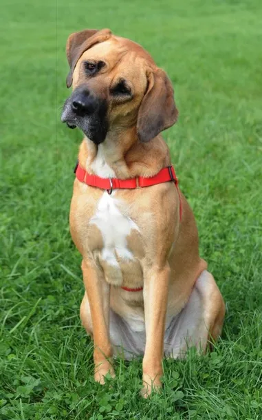 dingo-szelki-psa-easy-walk-czerwone-rozmiar-100-wielkosc-psa-duzy-pies