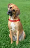 dingo-szelki-psa-easy-walk-czerwone-rozmiar-100-wielkosc-psa-duzy-pies