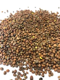 rzodkiew-oleista