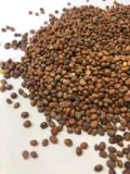rzodkiew-oleista-waga-z-opakowaniem-1-5-kg