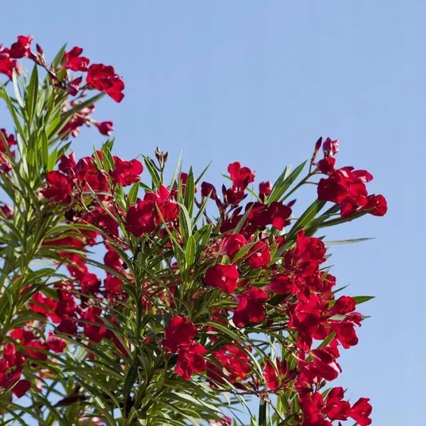 oleander-czerwony-sadzonki-1l-rodzaj-rosliny-inny