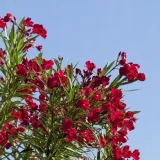 oleander-czerwony-sadzonki-1l-rodzaj-rosliny-inny