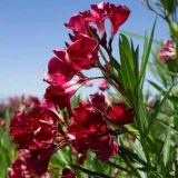 oleander-czerwony-sadzonki-1l-rodzaj-rosliny-inny