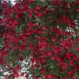 oleander-czerwony-sadzonki-1l-rodzaj-rosliny-inny