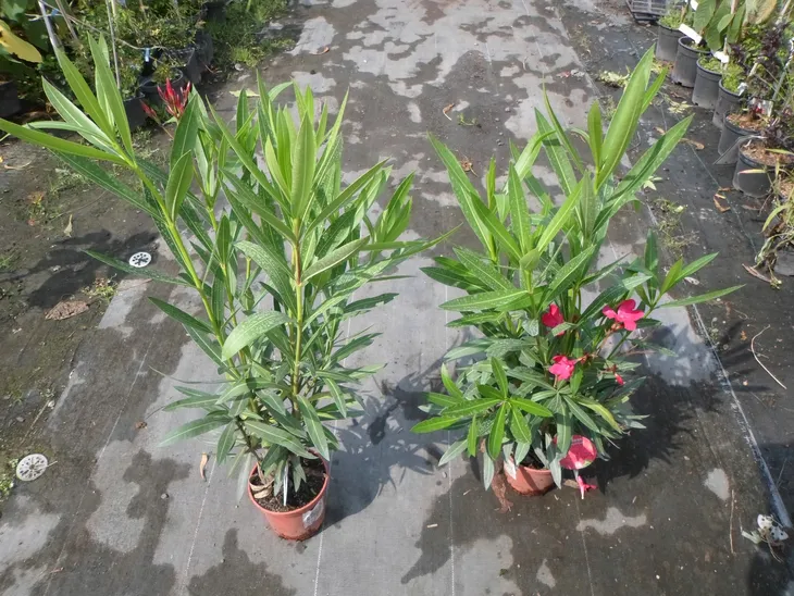 oleander-czerwony-sadzonki-1l-rodzaj-rosliny-inny
