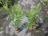 oleander-czerwony-sadzonki-1l-rodzaj-rosliny-inny