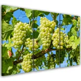 obraz-tryptyk-winogrona-biale-60x40