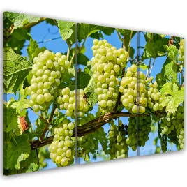 obraz-tryptyk-winogrona-biale-60x40