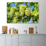 obraz-tryptyk-winogrona-biale-60x40-stan-nowy