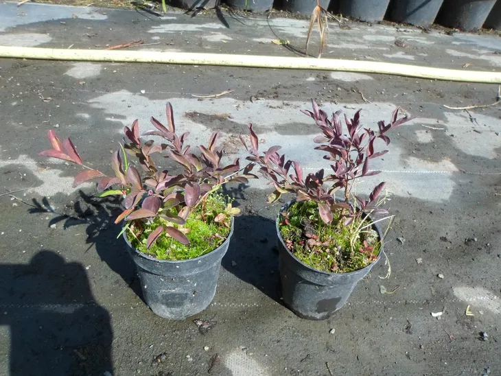 lagerstroemia-czerwona-coccinea-p9-rodzaj-rosliny-inny-wysokosc-sadzonki-20-40-cm