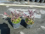 lagerstroemia-czerwona-coccinea-p9-rodzaj-rosliny-inny-wysokosc-sadzonki-20-40-cm