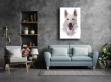 husky-obraz-na-plotnie-60x80-cm-stan-nowy