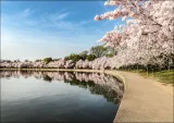 path-along-the-potomac-river-tidal-basin-during-washingtons-spring-cherry