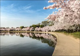 path-along-the-potomac-river-tidal-basin-during-washingtons-spring-cherry